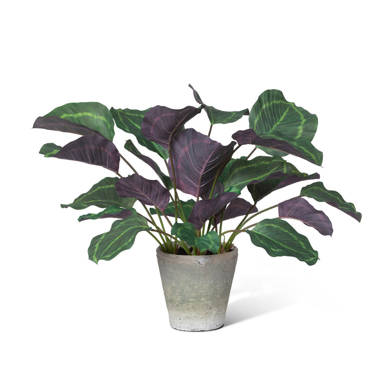 Calathea Plant, Potted, Green