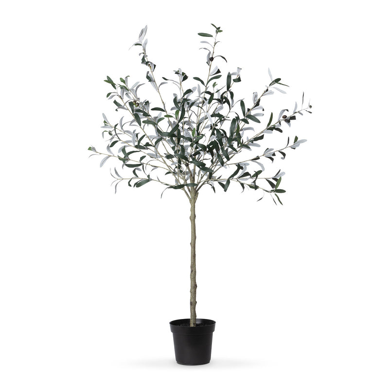 Potted Olive Topiary